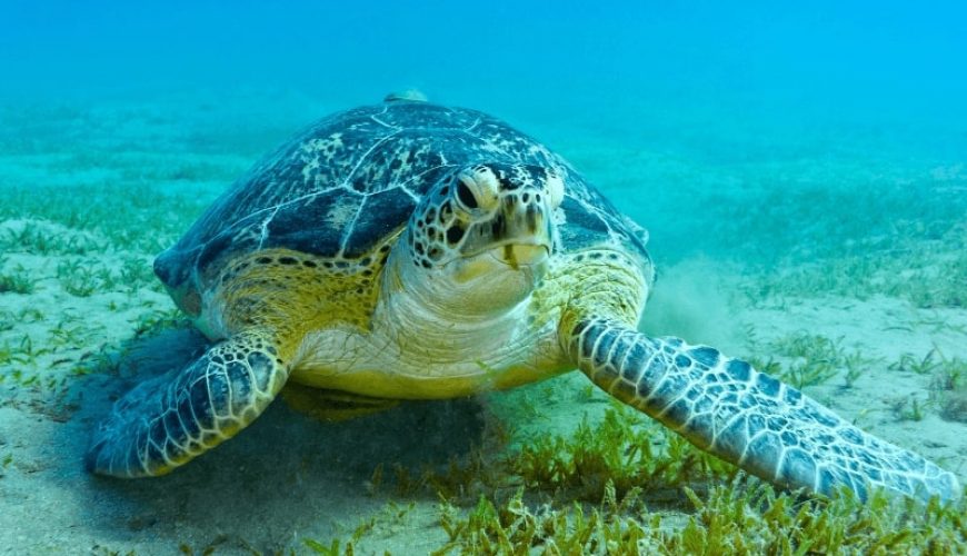 Abu Dabbab Schnorcheln | Schildkröten Ausflug ab El Gouna Abu Dabbab Schildkröten Ausflug ab El Gouna Ägypten Schildkröten Ausflug ab El Gouna