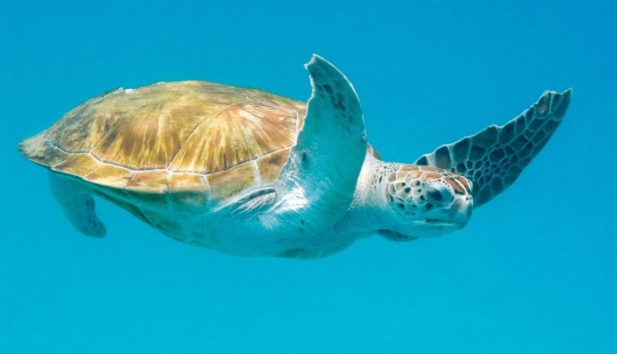 Abu Dabbab Schnorcheln | Schildkröten Ausflug Sahl Hasheesh Sahl Hasheesh Schildkröten Ausflug Abu Dabbab Schnorcheln ab Sahl Hasheesh Ägypten Schildkröten Ausflug ab Ashl Hasheesh