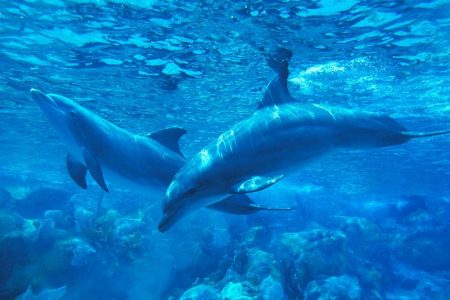 2 Tage Schnorchelausflüge mit Delfinschwimmen