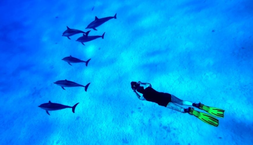 Delfinschwimmen Hurghada-Schwimmen mit Delfinen