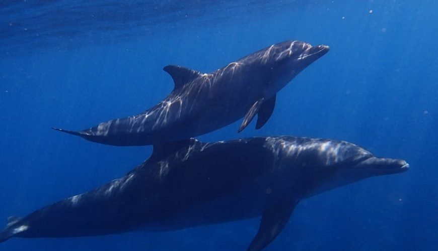 Delfinschwimmen Safaga Delfinausflug Safaga