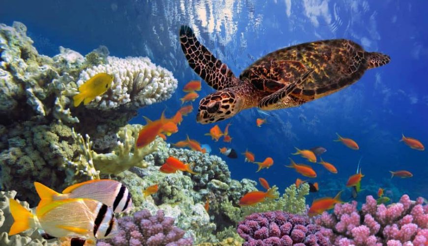 Abu Dabbab Schnorcheln | Schildkröten Ausflug ab Soma Bay Soma Bay Schildkröten Ausflug Abu Dabbab Schildkröten Ausflug ab Soma Bay