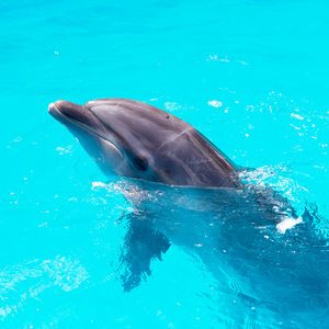 Elite Delfinschwimmen El Gouna | Delfin Tour &amp; Schnorcheln AusflugDelfin Tour El Gouna Schwimmen mit Delfinnen Delfinausflug El Gouna