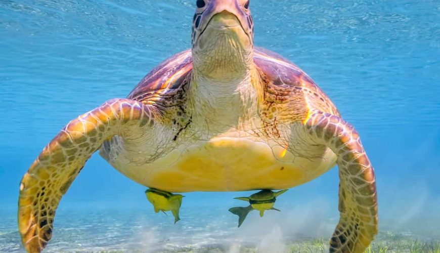 Abu Dabbab Schnorcheln | Schildkröten Ausflug ab Makadi Bay Makadi Bay Schildkröten Ausflug Abu Dabbab Schnorcheln ab Makadi Bay Ägypten schildkröten Ausflug ab Makadi Bay