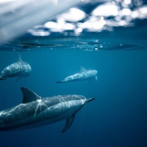 Private Delfin Tour mit Speedboot |Delfin Ausflug Makadi Bay