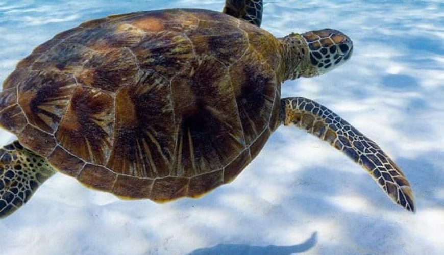 Abu Dabbab Schnorcheln | Schildkröten Ausflug ab Safaga Safaga Schildkröten Ausflug Ägypten Schildkröten Ausflug ab Safaga Abu Dabbab Schnorcheln ab Safaga