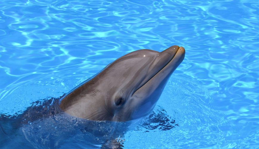 Delfinschwimmen Sahl Hasheesh