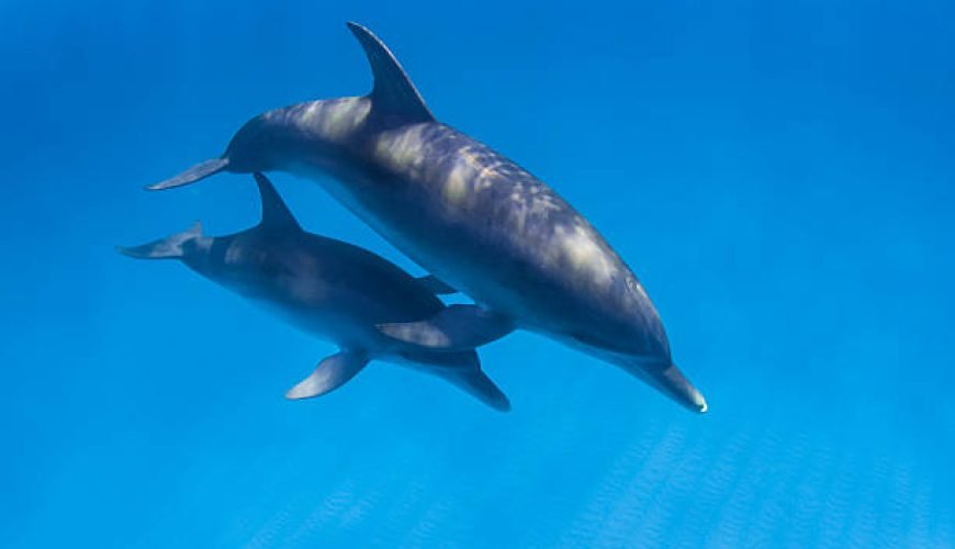 Elite Delfinschwimmen El Gouna | Delfin Tour & Schnorcheln Ausflug Delfin Tour El Gouna Schwimmen mit Delfinnen Delfinausflug El Gouna